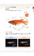 Medaka varieties Medaka Collection 2024 Japanese Rice Fish Catalog Magazine