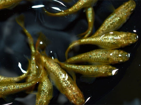 Sun shine 30eggs