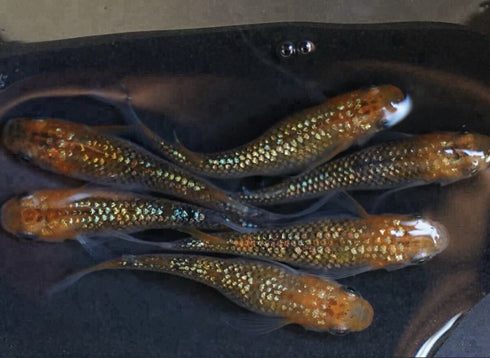 ulyssys mathui long fin 30eggs