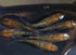 ulyssys mathui long fin 30eggs