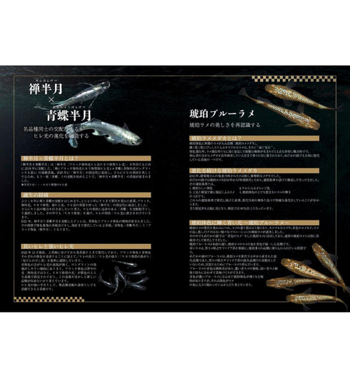 100 years of Medaka varieties Medaka Collection 2023 Book Japanese Rice Fish