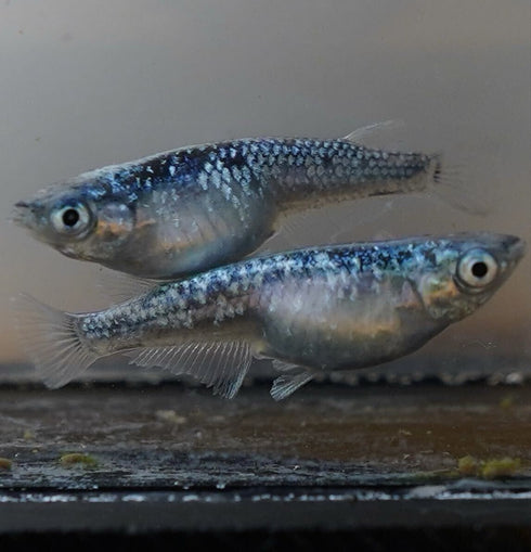 Ryokkou Hyakusiki 30eggs