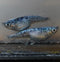 Ryokkou Hyakusiki 30eggs