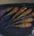 ulyssys mathui long fin 30eggs