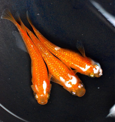 Benika【safflower】30eggs