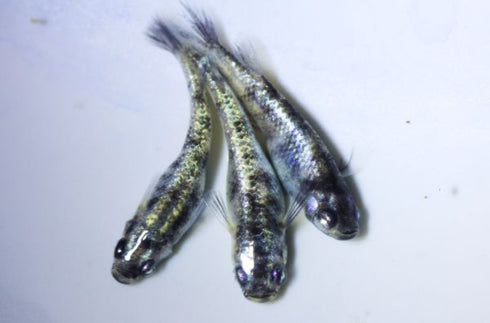 Wazumi white silver 25eggs