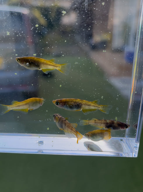 Wazumi yellow 30eggs