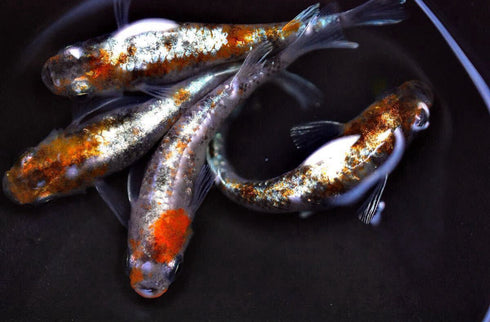 3 torico lame taigaikou 25eggs