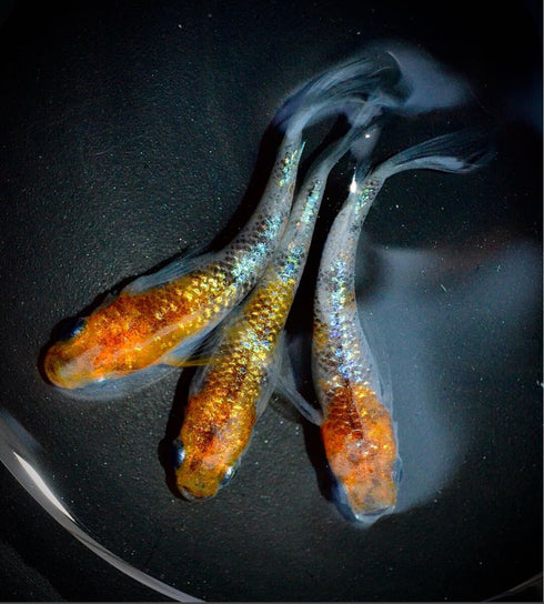 nagareboshi【shooting star】30eggs