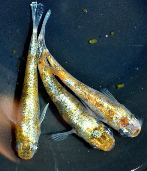 hanasizuku【flower drops】25eggs