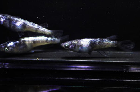 Wazumi white silver 25eggs