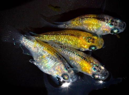 yozakura daruma 25eggs