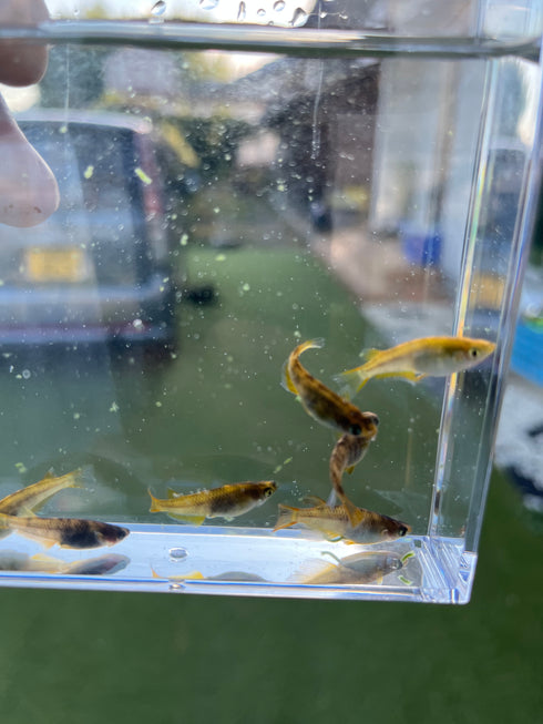 Wazumi yellow 30eggs