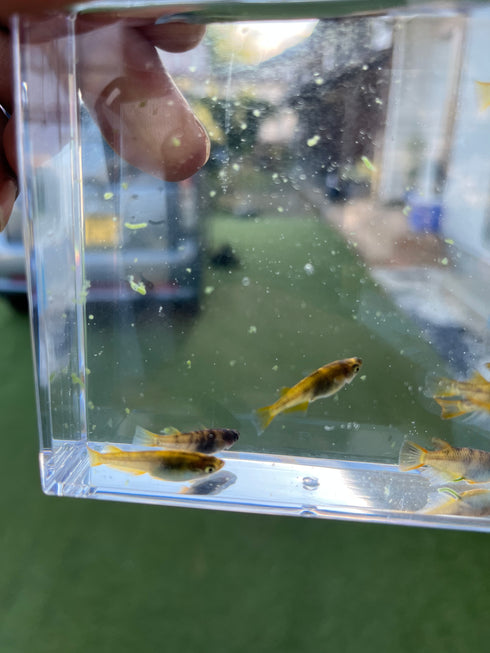 Wazumi yellow 30eggs