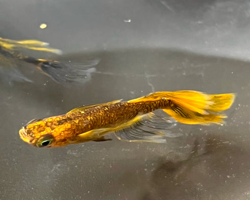 ryuusyouhoushi 25eggs