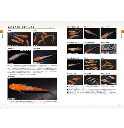 100 years of Medaka varieties Medaka Collection 2023 Book Japanese Rice Fish