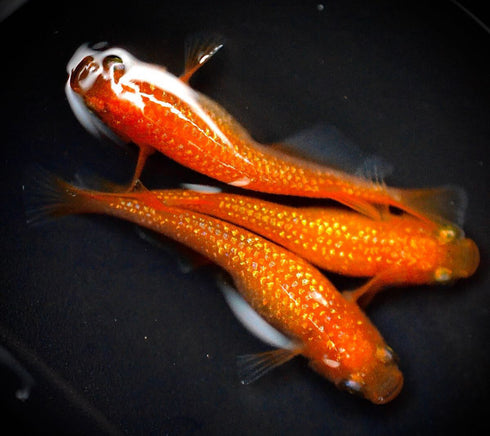 Benika【safflower】30eggs