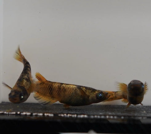Kinmiyabi 30eggs
