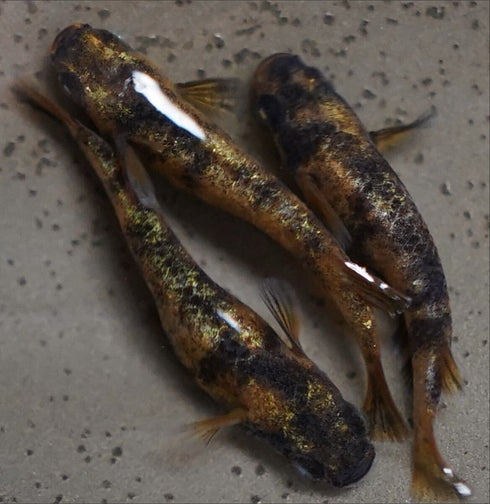 Kinmiyabi 30eggs