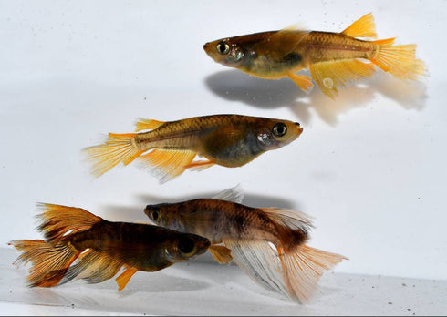 Wazumi yellow 30eggs