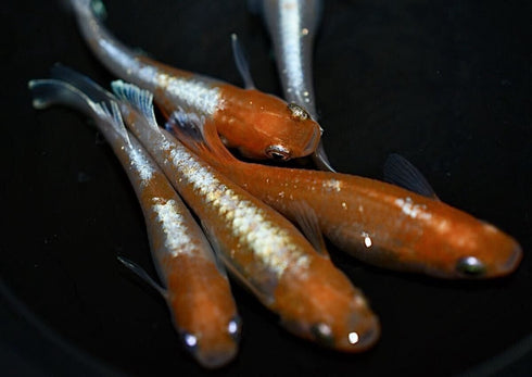 Red cliff kouhaku 30eggs