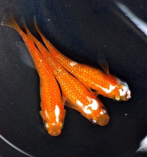 Rose Juwel 30eggs