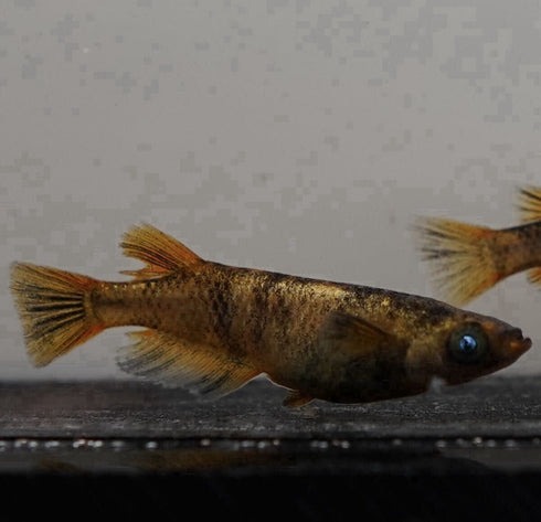 Kinmiyabi 30eggs