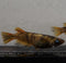 Kinmiyabi 30eggs