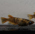 Kinmiyabi 30eggs