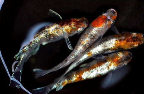 3 torico lame taigaikou 25eggs