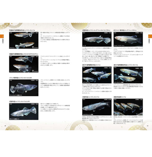 100 years of Medaka varieties Medaka Collection 2023 Book Japanese Rice Fish