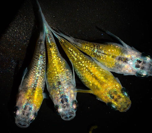 yozakura daruma 25eggs