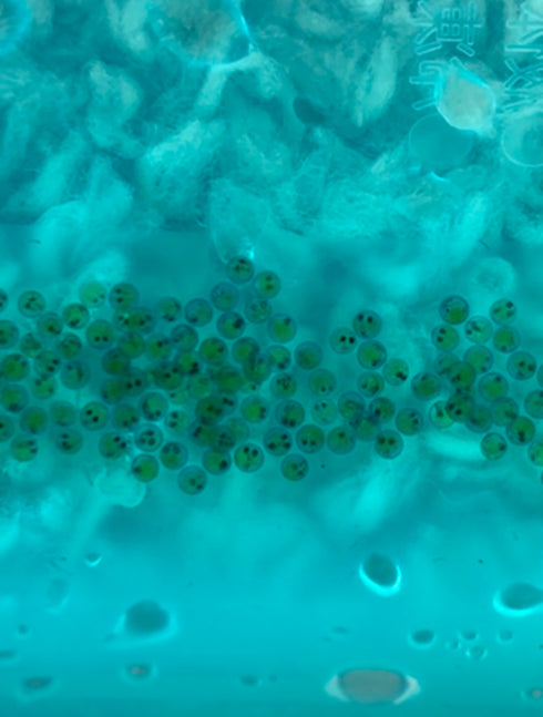 Gold reef wazumi 30eggs