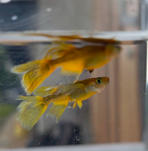 ryuusyouhoushi 25eggs