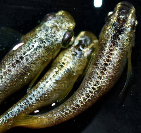 Gold reef wazumi 30eggs