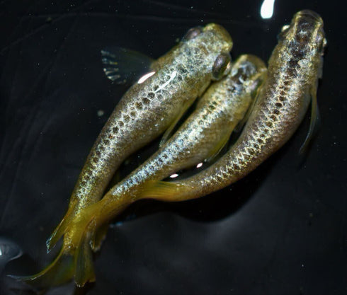 Gold reef wazumi 30eggs