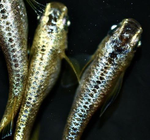 Gold reef wazumi 30eggs