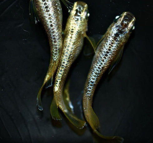 Gold reef wazumi 30eggs