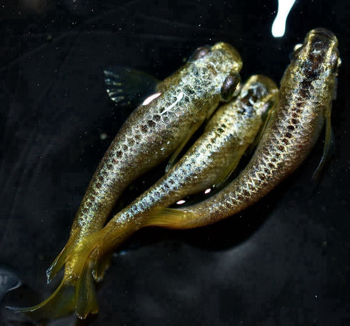 Gold reef wazumi 30eggs