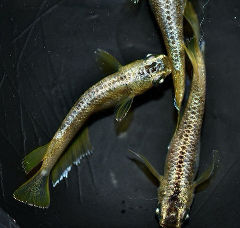 Gold reef wazumi 30eggs