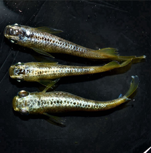 Gold reef wazumi 30eggs