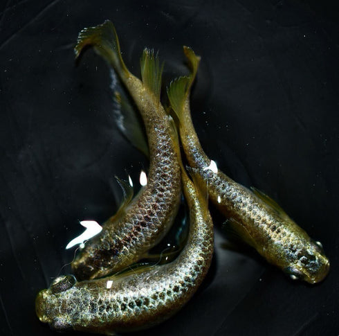 Gold reef wazumi 30eggs