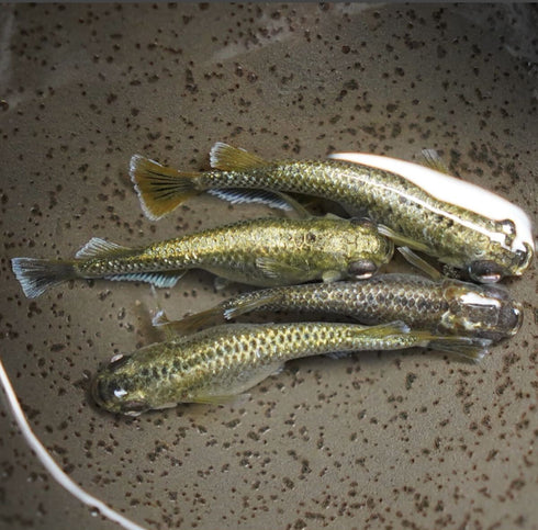 Ganesha 30eggs