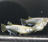 Ganesha 30eggs