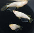 Hibotan 30eggs (albino)