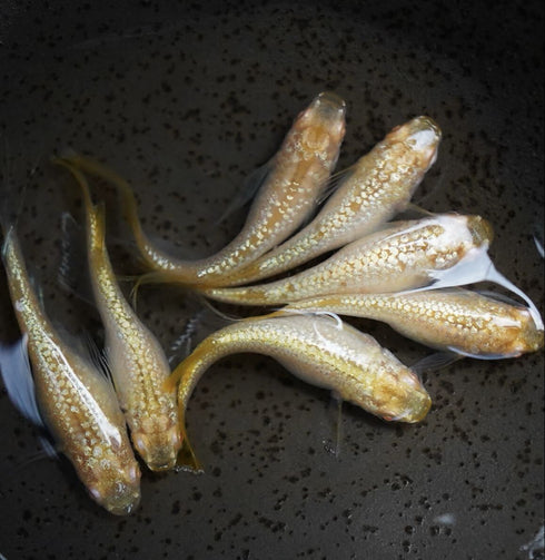 Hibotan 30eggs (albino)