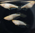 Hibotan 30eggs (albino)