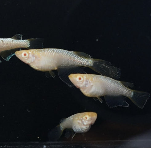 Hibotan 30eggs (albino)