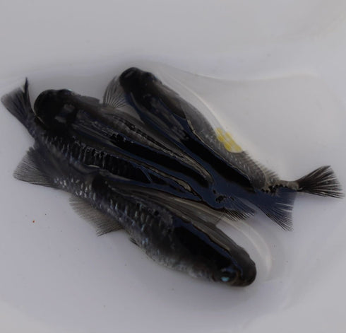 Youhentenmoku (曜変天目) 30eggs (earth eye)