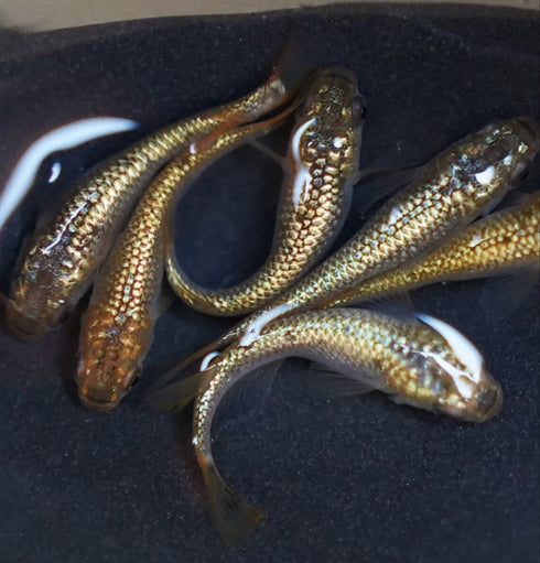 sphinx 30eggs
